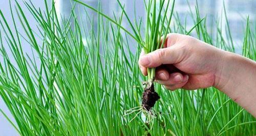 葱的种植方法和时间是什么？最佳种植季节和步骤有哪些？
