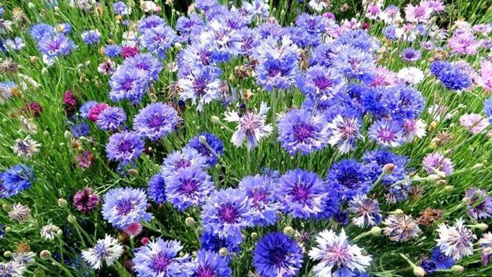 蓝色矢车菊花语是什么？如何正确解读矢车菊的花语含义？