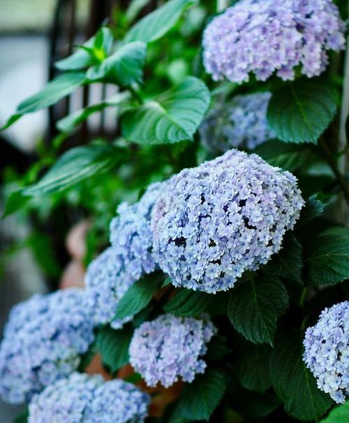 蓝色绣球花的花语有哪些含义？