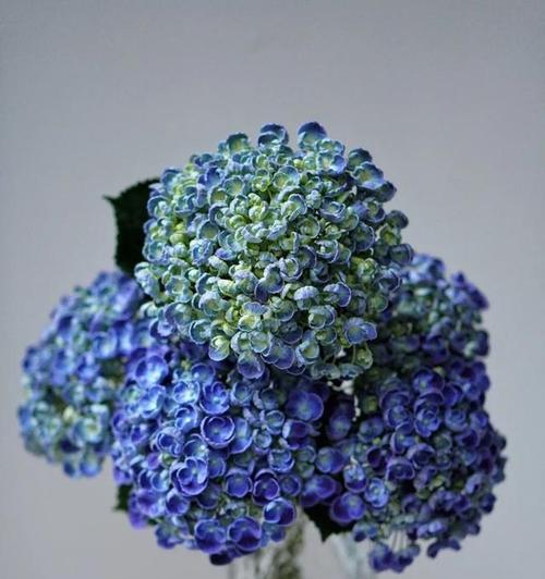 蓝色绣球花代表什么含义？如何正确理解其象征意义？