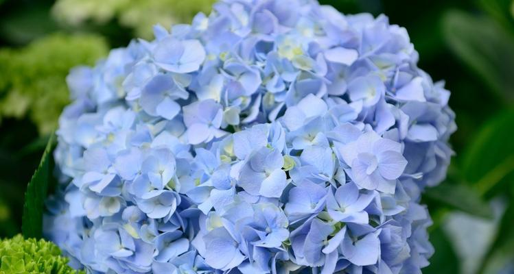 蓝色绣球花代表什么含义？如何正确理解其象征意义？