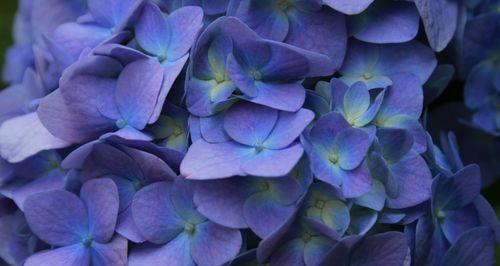 蓝色绣球花代表什么含义？如何正确理解其象征意义？