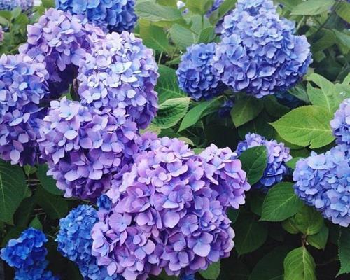 蓝色绣球花的花语是什么？有哪些关于它的传说故事？