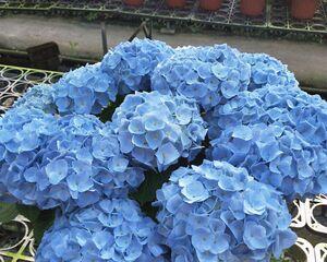 蓝色绣球花的花语是什么？有哪些关于它的传说故事？
