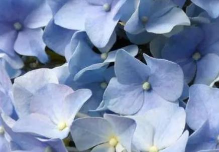 蓝色绣球花的花语是什么？有哪些关于它的传说故事？