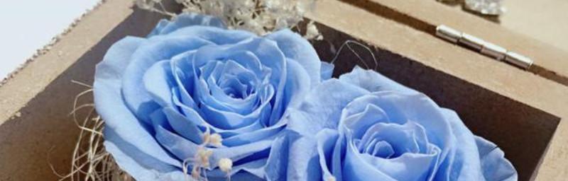 蓝色妖姬代表的花语是什么？购买时需要注意哪些事项？