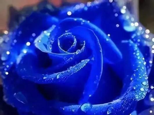 蓝色妖姬花语是什么？购买时需要注意什么？