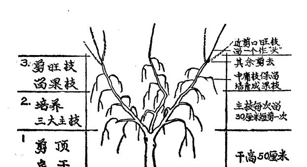 葱兰开花后修剪方法是什么？修剪后如何护理？