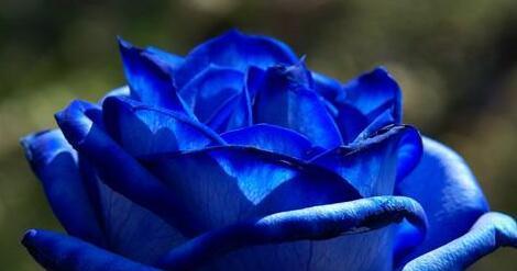 蓝色妖姬代表什么寓意？花语背后的故事是什么？