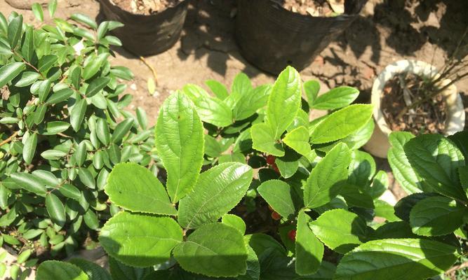 葱兰是落叶植物吗？如何判断和养护？