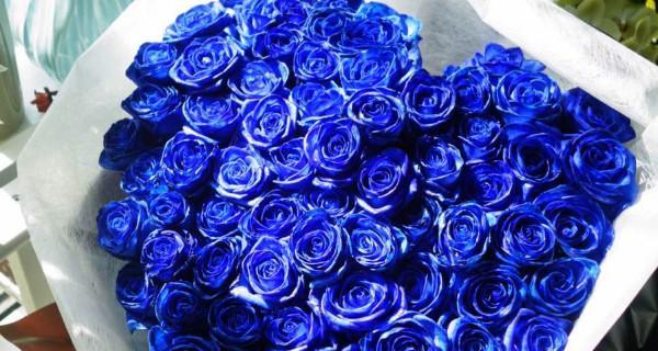 蓝色妖姬代表什么？花语和象征意义有哪些？