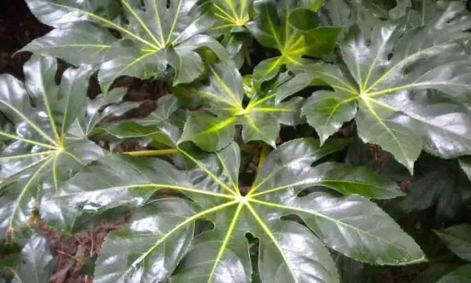 葱兰属于什么类型的植物？乔木还是灌木？