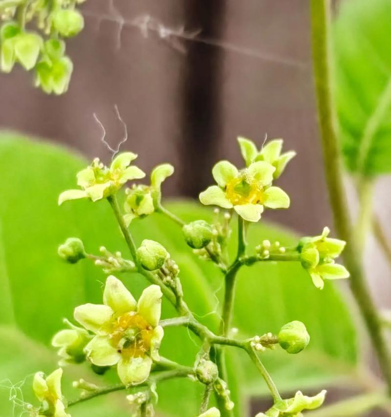 葱兰属于什么类型的植物？乔木还是灌木？
