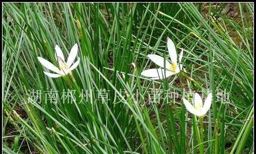葱兰是水生植物吗？了解葱兰的生长环境和特性