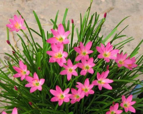 葱兰一年能开几次花？每次开花持续多久？