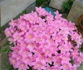 葱兰一年能开几次花？每次开花持续多久？