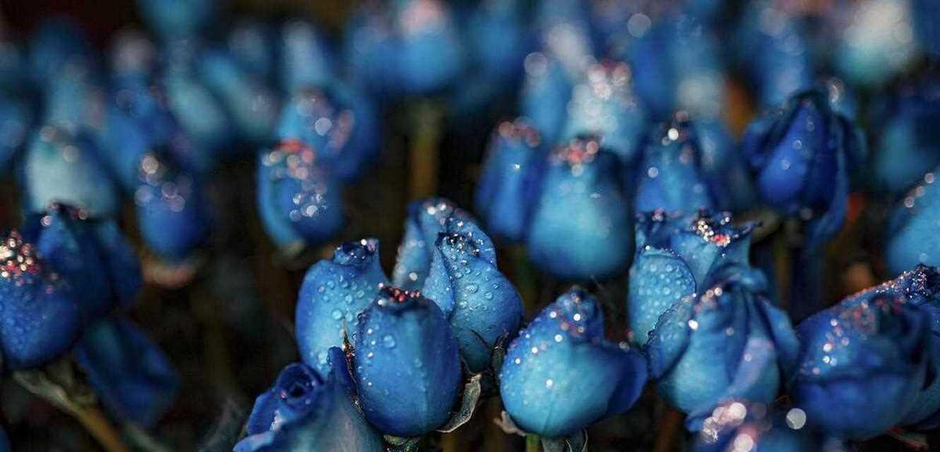 蓝色妖姬花语大全是什么？如何解读每朵花的含义？