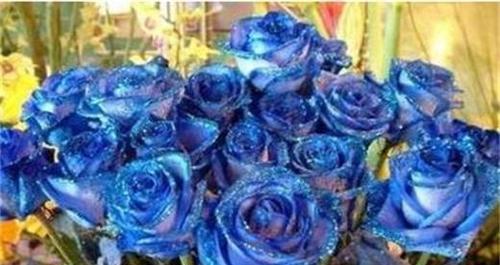 蓝色妖姬花语和寓意是什么？如何正确解读蓝色妖姬的含义？