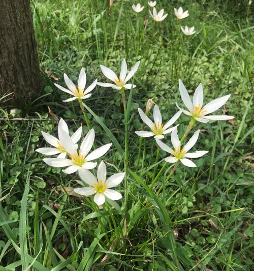 葱莲花期是什么时候？如何正确判断和管理？