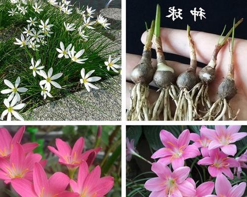 葱莲开花时间是什么时候？开花期从几月持续到几月？