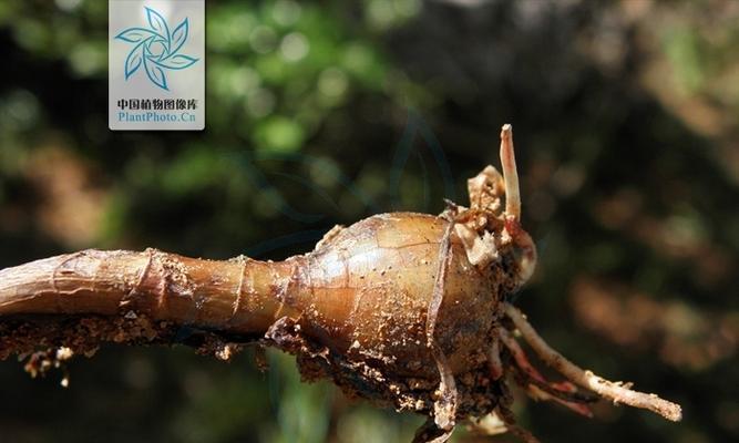 葱莲有毒吗？室内养护需要注意什么？