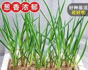 葱苗施什么肥最好？如何确保葱苗健康成长？