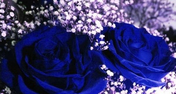 蓝色妖姬玫瑰花的花语是什么？购买时需要注意什么？