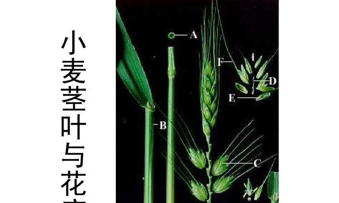 葱属于单子叶植物吗？如何区分单子叶和双子叶植物？