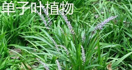 葱属于单子叶植物吗？如何区分单子叶和双子叶植物？