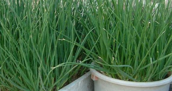 葱的最佳种植时间是什么时候？不同月份种植葱有何影响？