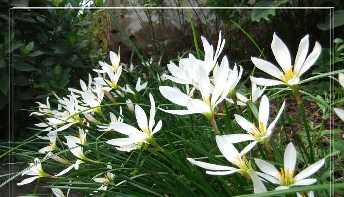 葱属于百合科吗？它是多年生草本植物吗？