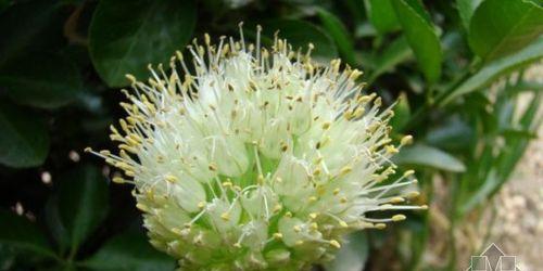 葱属于百合科吗？它是多年生草本植物吗？