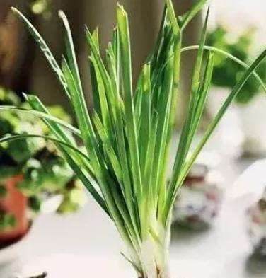 葱头怎么种植？最佳种植时间是什么时候？