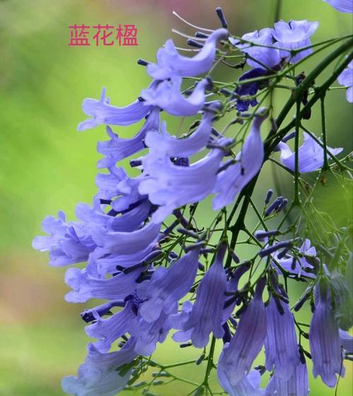 蓝色紫罗兰花语有哪些含义？