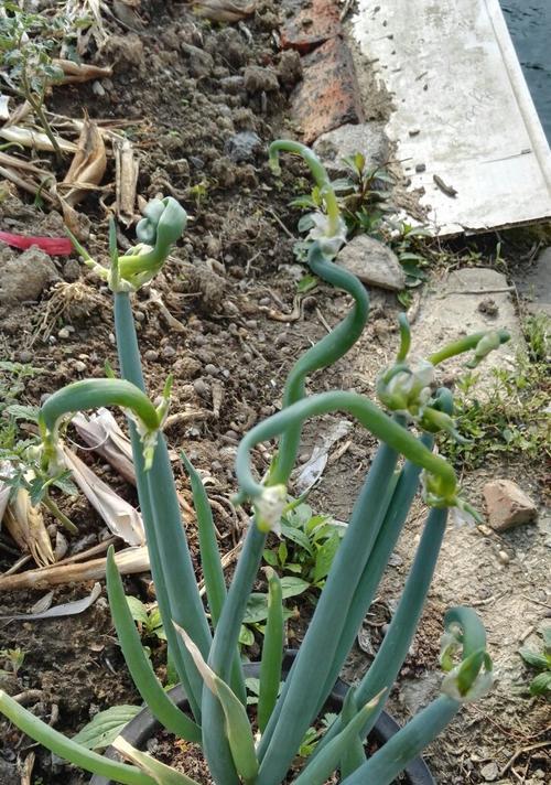 葱头真的会开花吗？开花时是什么样子的？