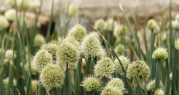 葱头真的会开花吗？开花时是什么样子的？