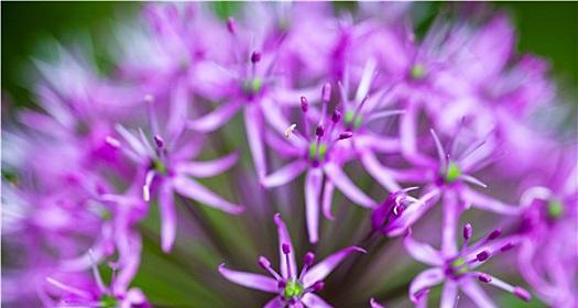 葱头真的会开花吗？开花时是什么样子的？