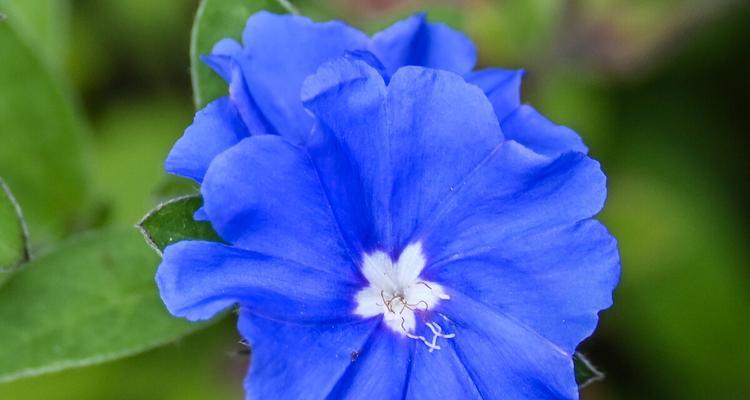 蓝星花的花语是什么意思？蓝星花寓意着什么？
