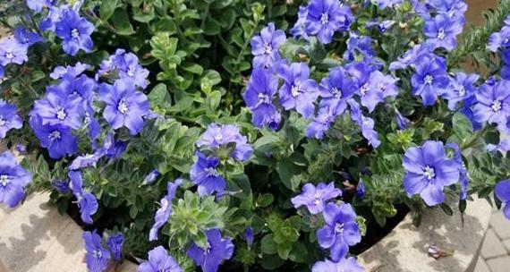 蓝星花的花语是什么意思？蓝星花寓意着什么？