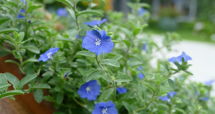 蓝星花的花语是什么意思？蓝星花寓意着什么？