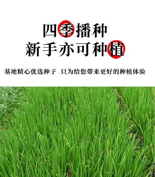 葱头种植的最佳时间是什么时候？全过程有哪些步骤？