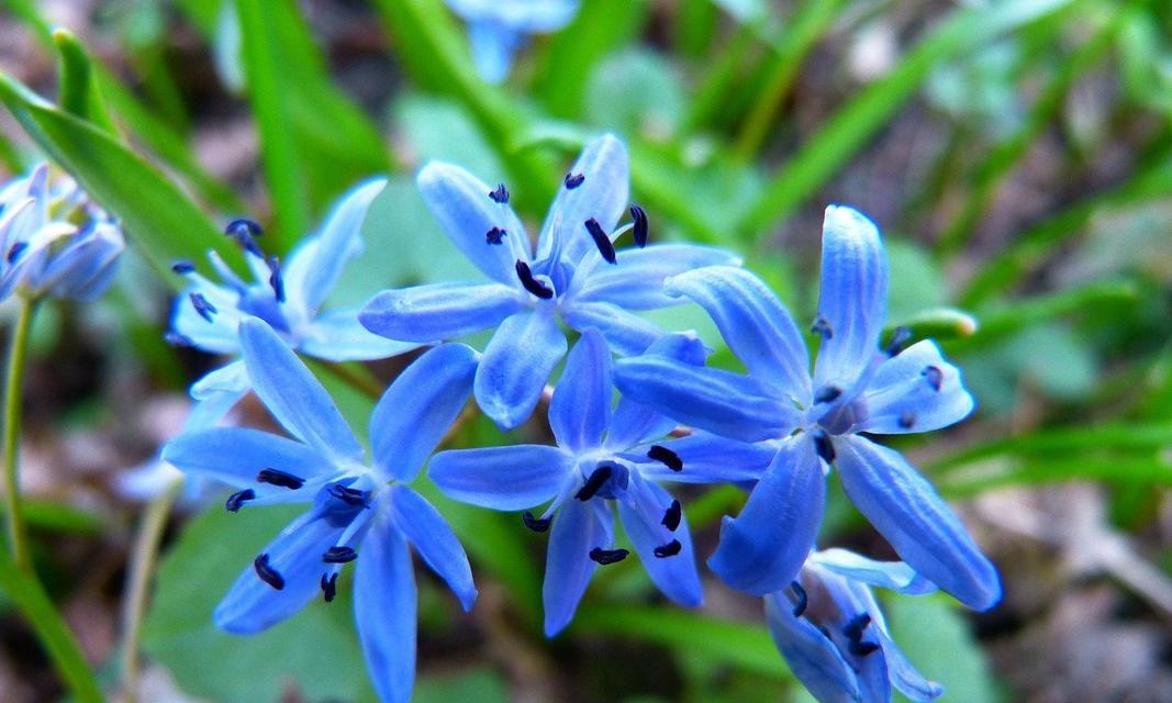 蓝星花的花语是什么？如何用蓝星花表达情感？