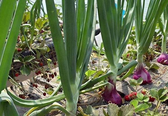 葱头种植的最佳时间是什么时候？全过程有哪些步骤？