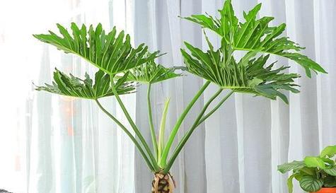 葱是喜阴植物还是喜阳光植物？种植葱的光照条件是什么？