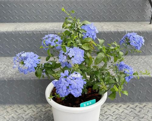 蓝雪花的花语和寓意是什么？蓝雪花象征着什么含义？