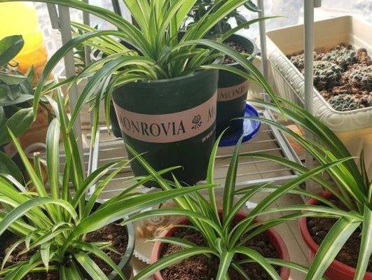 葱是喜阴植物还是喜阳光植物？种植葱的光照条件是什么？