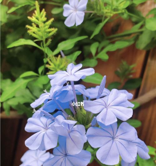 蓝雪花的花语和寓意是什么？蓝雪花象征着什么含义？