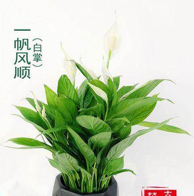 葱是喜阴植物还是喜阳光植物？种植葱的光照条件是什么？