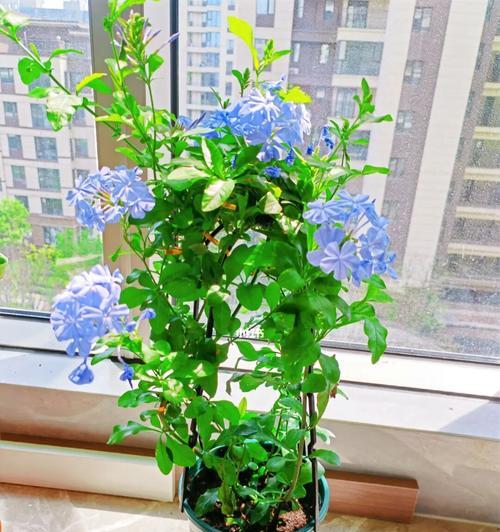 蓝雪花的花语是什么？如何正确解读蓝雪花的象征意义？
