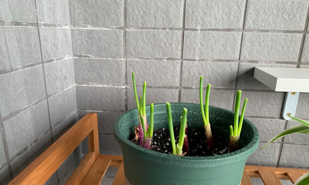 葱要经常浇水吗？如何正确管理葱的水分需求？